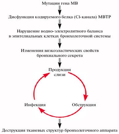 Схема нарушения функции бронхолегочной системы у больных МВ[6].