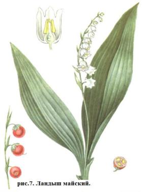 Ландыш майский — Convallaria maialis L. (рис.7). Многолетнее травянистое растение высотой 15—30 см с ползучими разветвленными корневищами. Цветки белые, размещены на верхушке стебля. Цветет в апреле—июне.