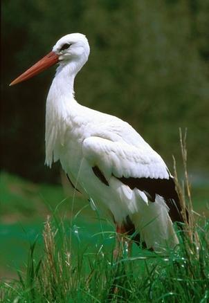 Аист белый. Роль птиц в природе.