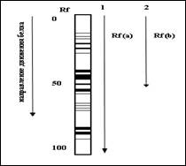 Критерии идентификации белковых компонентов электрофоретического спектра пшеницы и тритикале.