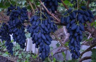 Урожаи винограда сорта Академик Авидзба и формы ЛНМ-16, Южный берег Крыма.