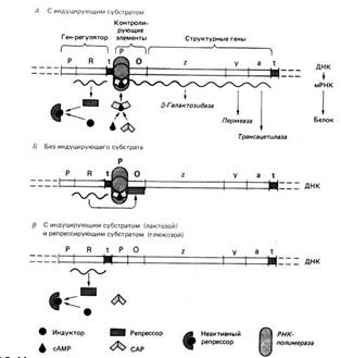 Модель регуляции лактазного оперона, активность которого определяется как индуцирующим действием субстрата, так и катаболитной репрессией.