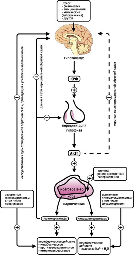 Пути регуляции синтеза и секреции гормонов коры надпочечников.