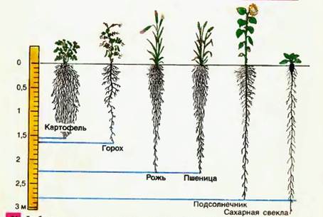Рис. 2 Глубина проникновения в почву корней культурных растений.