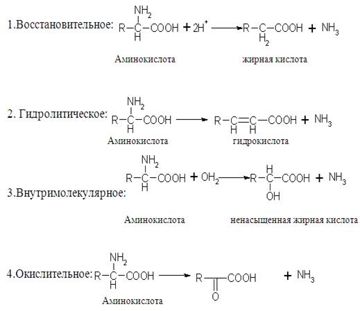 Дезаминирование аминокислот. Метаболизм аминокислот и его роль в жизнедеятельности организма.