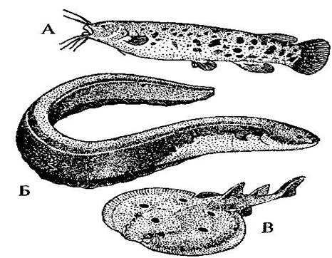 Рис.6. Рыбы, имеющие электрические органы: А - электрический сом, Б - электрический угорь, В - электрический скат.