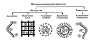 Методы иммобилизации ферментов (ф-молекула фермента).