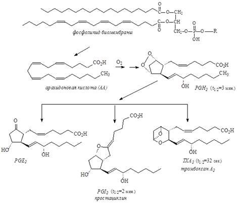 Схема биосинтеза оксилипиновых простаноидов из арахидоновой кислоты.