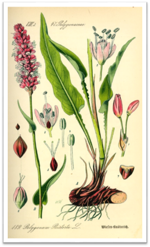 Горец змеиный. Ботаническая иллюстрация из книги О. В. Томе «Flora von Deutschland, Цsterreich und der Schweiz», 1885 [8].