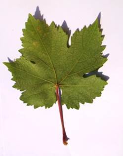 Сформировавшийся лист сорта винограда Эфтихия.