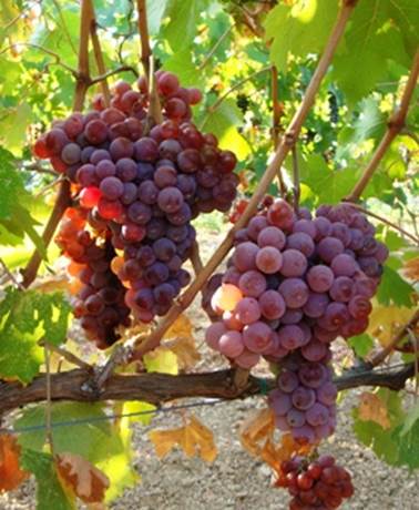 Гроздь, ягоды и семена сорта винограда Эфтихия.