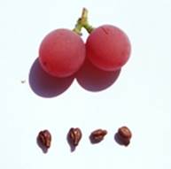 Рис. 8-9. Гроздь, ягоды и семена сорта винограда Эфтихия.