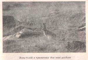 Виды зайцев и особенности их биологии.
