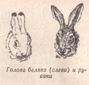 Виды зайцев и особенности их биологии.
