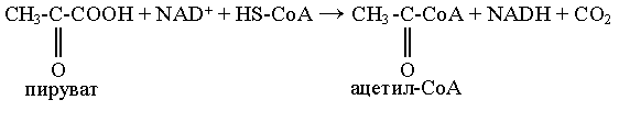 Окислительное декарбоксилирование пировиноградной кислоты.