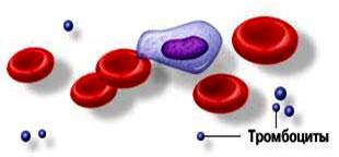 Лейкоциты. Компоненты крови.