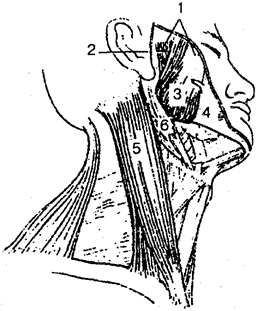 Мышцы головы и шеи (вид справа и снизу).