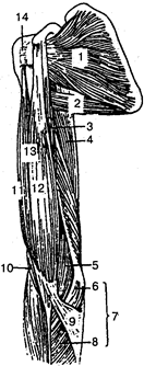 Мышцы пояса верхней конечности и плеча (вид сзади).