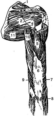 Рис. 71. Мышцы пояса верхней конечности и плеча (вид сзади): 1 — надостная мышца; 2 — подостная мышца; 3 — малая круглая мышца; 4 — дельтовидная мышца; 5 — латеральная головка трехглавой мышцы плеча; 6 — трехглавая мышца плеча; 7, 9 — медиальная головка трехглавой мышцы плеча; 8 — локтевая мышца; 10 — длинная головка трехглавой мышцы плеча; 11 — большая круглая мышца.