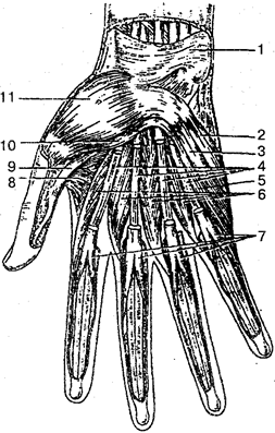 Мышцы кисти правой (вид спереди).