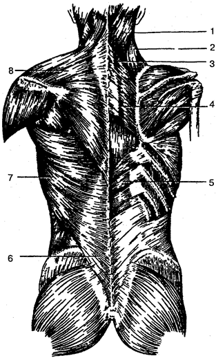 Поверхностные мышцы спины.