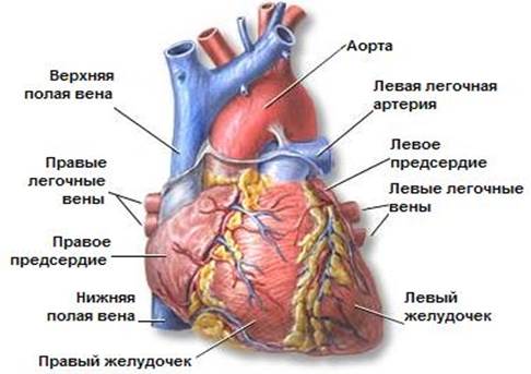 Современные аспекты хирургического лечения ишемической болезни сердца.