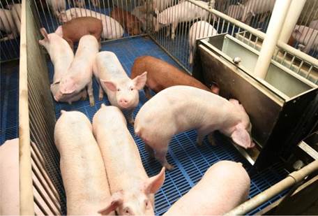 Технология содержания и кормления свиней.