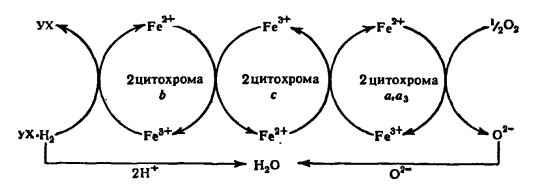 Оксидоредуктазы. Классификация ферментов.