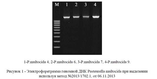 Выделение геномной ДНК Pasteurella multocida из бактериальных культур с использованием различных методов.