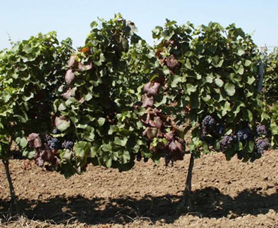 Югославский клон местного технического сорта винограда Франковка (Лимбергер).