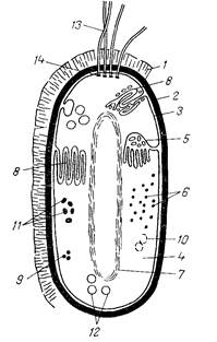 Схема строения бактериальной клетки.