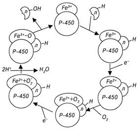 Механизм окисления лекарственных средств при участии цитохрома Р-450.
