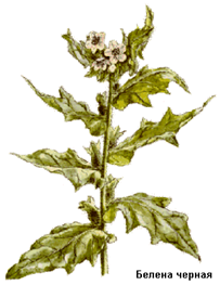 Ботаническая характеристика. Двулетнее травянистое растение со стержневым слабоветвистым корнем. На первом году образуется только розетка прикорневых длинночерешковых продолговато-яйцевидных листьев с немногочисленными крупными зубцами, на втором - ветвистый стебель высотой от 0,5 до 1 м, с очередными, сидячими, полустеблеобъемлющими листьями. Стеблевые листья более ломкие. Цветки крупные, сидячие, расположены в пазухах средних и верхних листьев, собраны в соцветие завиток. Цветки грязно-желтого цвета с фиолетовыми жилками, развиваются постепенно. Плод - двухгнездная сухая многосеменная кувшинчатая коробочка-кузовок, открывающаяся крышечкой. Семена мелкие, округлые, серовато-желтые, с ямчатой поверхностью. Цветет почти все лето. Семена созревают в августе-сентябре. Растение ядовито, с неприятным запахом.
