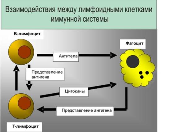 Схема иммунного ответа. Рисунок взят с сайта доктора Богданова.