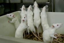Лабораторные крысы.