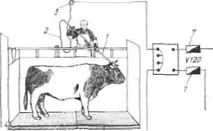Схема электрооглушения крупного рогатого скота.
