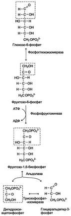 Аэробное окисление глюкозы. Физиологическое значение аэробного окисления глюкозы. Использование глюкозы для синтеза жиров. Энергетический эффект аэробного распада глюкозы.