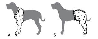 Гипсовая повязка на конечностях собаки: А - на передней конечности; Б - на задней.