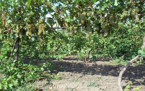 Рис. 8. Урожай винограда сорта Бианка, 2008 г; некорневые обработки простой водопроводной водой.