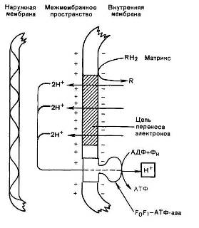 Механизм образования АТФ согласно хемиосмотической гипотезе.