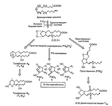Циклооксигеназный путь превращения арахидоновой кислоты. R1 и R2 — боковые цепи, идентичные для всех трех простагландинов. Знаком « —» обозначено блокирующее действие указанных веществ.