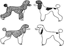 Разные варианты белой пятнистости собак.