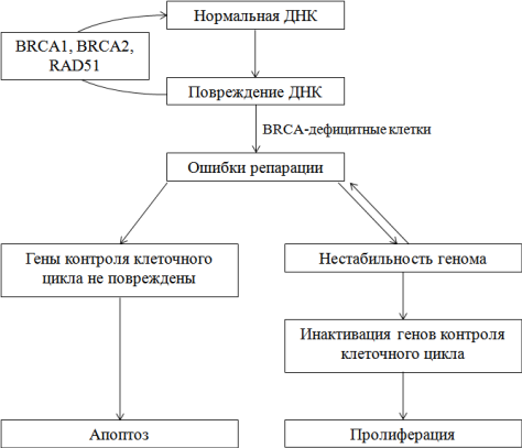 Схематическое изображение функционирования генов BRCA1 и BRCA2 и нарушения при потере их функциональной активности.