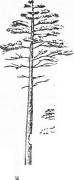 Дерево, выросшее в лесу (а) и на открытом месте (б).