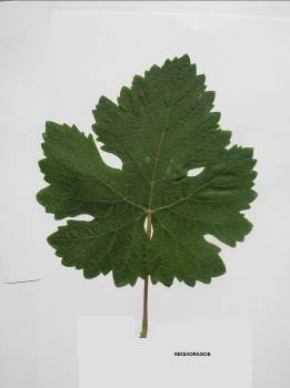 Лист сорта винограда Мосхорагос.