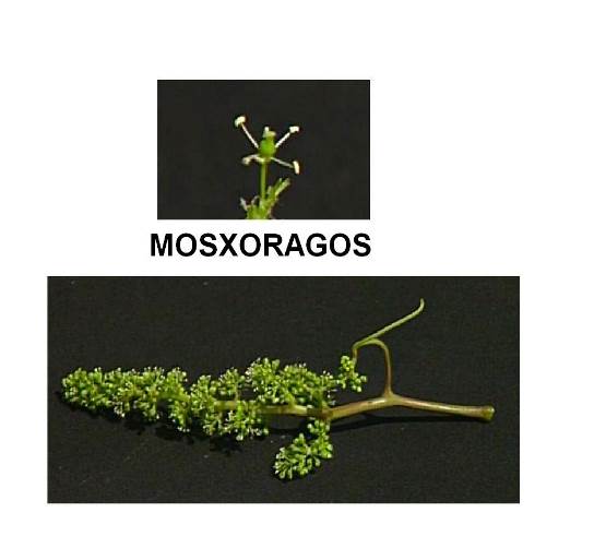 Цветок и соцветие сорта винограда Мосхорагос.