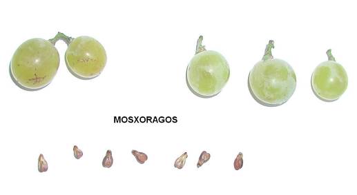 Гроздь, ягоды и семена сорта винограда Мосхорагос.