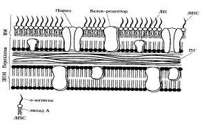 Структура грамотрицательной клеточной стенки.