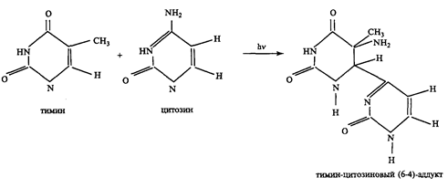 Фотохимические реакции при электронно-возбуденных состояниях пиримидиновых оснований.