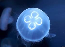 Особенность существования медуз.